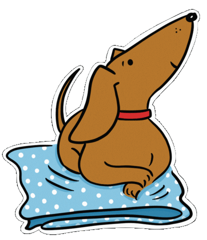 A brown dachshund sitting on a blue cushion.