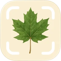 TreePic app icon